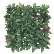 Sempreverde® Plast dimensioni 1x1. Tipo di foglia: photinia