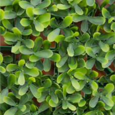 Sempreverde Buxus Multicolore 1 x 1 m