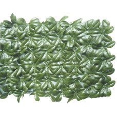 Sempreverde® Light dimensioni 1.5x3. Tipo di foglia: pitosforo