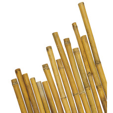 Canne in bambù