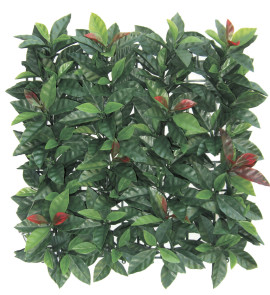 Sempreverde® Plast dimensioni 1x1. Tipo di foglia: photinia